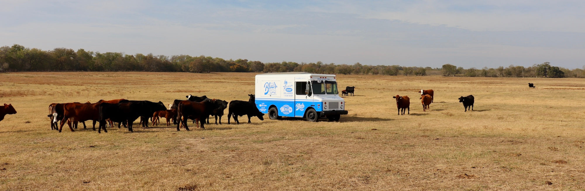 Blue and white truck in a field with cows