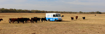 Blue and white truck in a field with cows